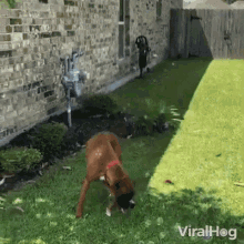 Dog Playing Bubbles Bubbles GIF