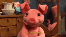a la ferme de zenon yes i am the cutest i am the cutest im the cutest pig