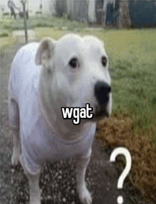Wgat Dog GIF - Wgat Dog Wgat Dog GIFs