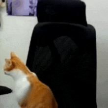a cat is sitting in a black chair looking at something