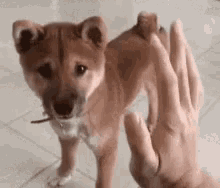 High Five Dog GIF - High Five Dog Doge GIFs
