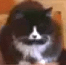 a black and white cat with a mustache is sitting on a chair .