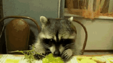 Raccoon Eating GIF - Raccoon Eating GIFs