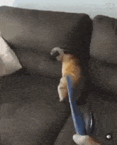 Dog Perspective GIF - Dog Perspective Phineas GIFs