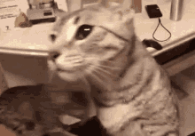 Cats & Cheese GIF - Cat Cats Fail GIFs