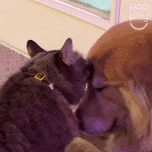 Cat Kisses Happily GIF - Cat Kisses Happily Giving Kitty Kisses GIFs