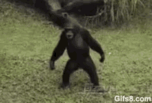 Chimp Swagger GIF - Chimp Swagger Look At Me GIFs