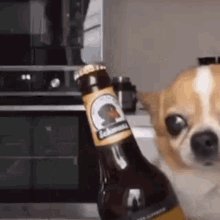 Dog Beer Happy Dog GIF - Dog Beer Happy Dog Party Dog GIFs