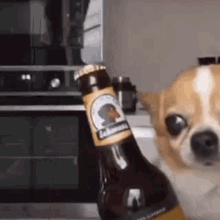 GIF