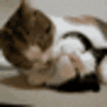 Beso Cat GIF - Beso Cat GIFs