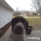 Confused Viralhog GIF - Confused Viralhog Wondering GIFs
