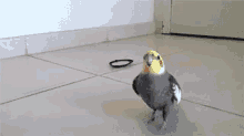 Derp Bird GIF - Bird Pose Derpwalk GIFs