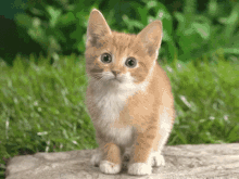 Cats And GIF - Cats And Mice GIFs