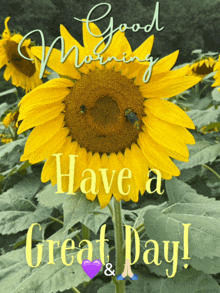 a sunflower with the words good morning have a great day written on it