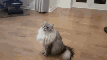 Backflip Cat Backflip GIF - Backflip Cat Backflip Cat GIFs