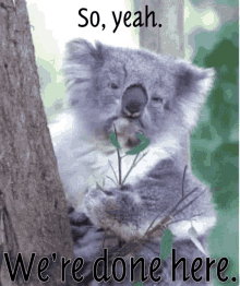 Melly Koala GIF - Melly Koala Done GIFs