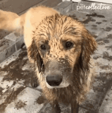 dirty pup dirty dog oops muddy golden retriever