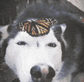 a husky dog with a butterfly on his head