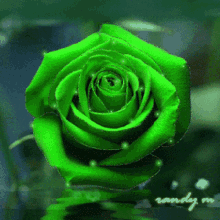Green Rose1 GIF - Green Rose1 GIFs
