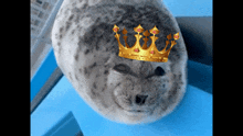 Seal Jumpscare GIF - Seal Jumpscare GIFs