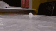 仓鼠 爬 可爱 GIF - Hamster Climb Cute GIFs