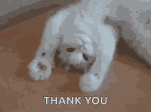 Thanks Cat GIF - Thanks Cat Thank You GIFs