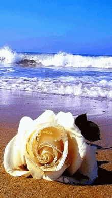 Rose Sea GIF - Rose Sea Beach GIFs