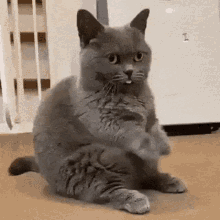 Cat Kitty GIF - Cat Kitty Invisible GIFs