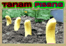 a picture of bananas growing out of the ground with the words tanam pisang above it