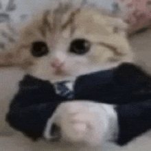котик в пиджаке GIF