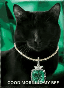 cat good morning bombay bombay cat emeralds