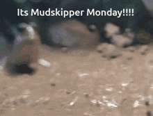 Mudskipper Mudskippermonday GIF