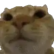 a close up of a cat 's face on a white background with a blurred background .