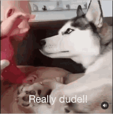 Really Dude GIF - Really Dude Side GIFs