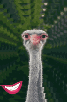 funny ostrich meme