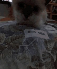 a kitten is sitting on top of a floral blanket with the letter b on it