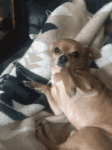 Come On Dogs GIF - Come On Dogs Animals GIFs