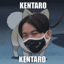 Kentaro Dog GIF - Kentaro Dog Cute GIFs
