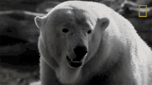 Sniffing Secrets Of The Zoo GIF - Sniffing Secrets Of The Zoo Polar Bear GIFs