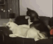 Naptime Tired GIF - Naptime Tired Playtime GIFs