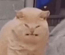 a close up of a cat with a very angry face .