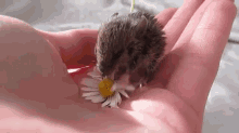 Flower Mouse GIF - Mouse Flower Baby Mouse GIFs
