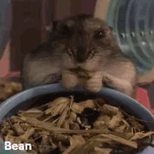 Eating Hamster GIF - Eating Hamster Cute Hamster GIFs