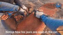 Jaw Open Seal Jaw GIF - Jaw Open Seal Jaw GIFs