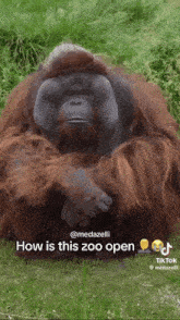 a video of an orangutan sitting in the grass with the caption how is this zoo open
