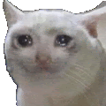a close up of a white cat 's face with a sad look on its face .