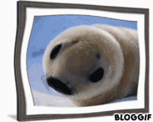 Baby Harp Seal Funny GIF - Baby Harp Seal Funny Hahaha Omg GIFs