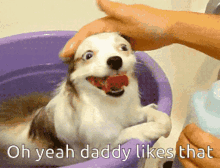 oh yeah daddy likes that dog smile dog pet head bath time