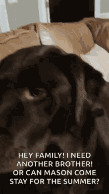Dog Labrador GIF - Dog Labrador GIFs