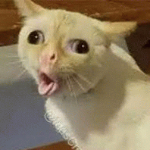 Surprised Cat GIF - Surprised Cat Tounge Out - Discover & Share GIFs